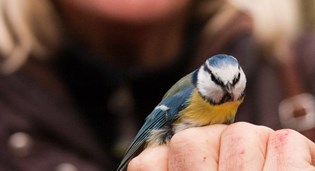 Vogelcursus: Trekvogels en wintergasten