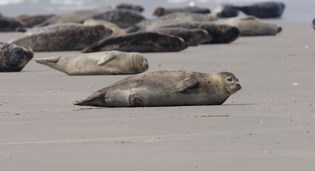 Waddengebied verkozen tot Mooiste Natuurgebied van Nederland