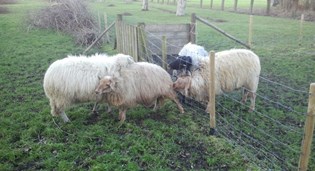 Vrijerij op de kijkboerderij