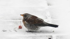 Vogelvoer voor wintergasten