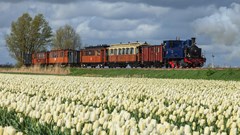 Stoomtramrit langs bloeiende tulpenvelden