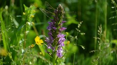 Betoverende orchideeën in het Zanddepot