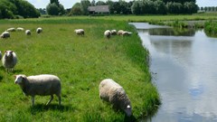 Vaderdagvaartocht en op bezoek bij de boer