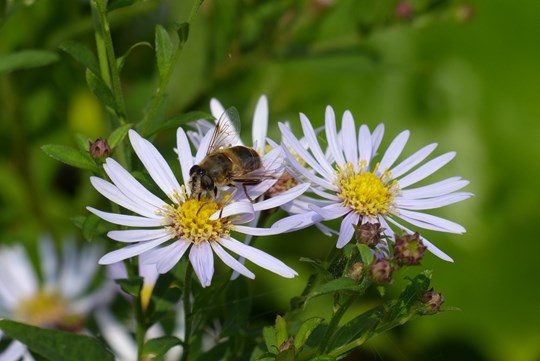 Ontdek de bijzondere wereld van de honingbij bij IVN