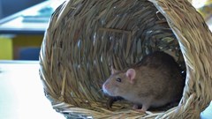 Tamme ratten en hamsters van Tonia