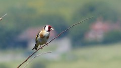 Vogeltrek in het Egboetswater