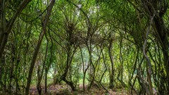 Foto-expositie âBomenâ door Mieke Brouwer