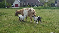 Voorleesfeest tussen de lammetjes!