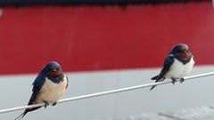 Terugkeer zomervogels