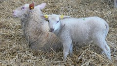 Lammetjes op de boerderij