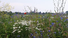 Drachterveld in Blokker