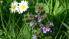 Medicinale kruiden en eetbare planten